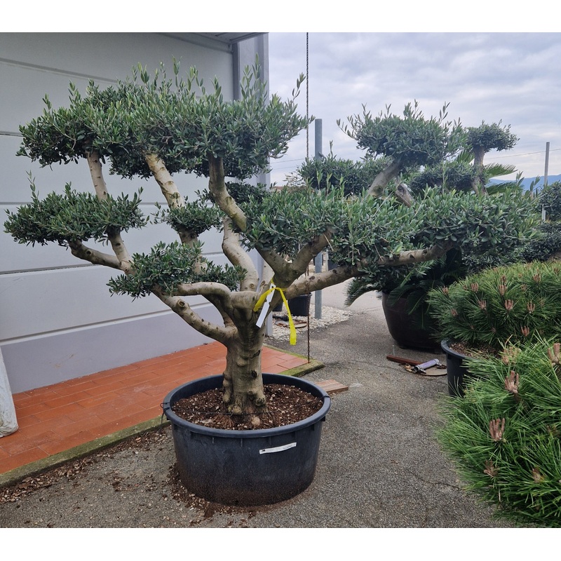 Olive Pom Pom Tree