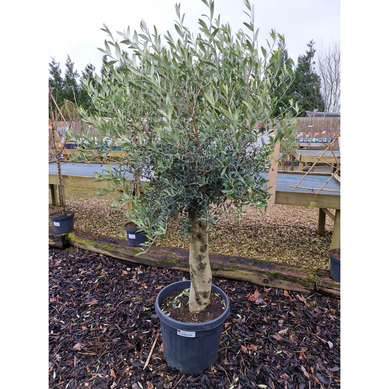 Olive Tree