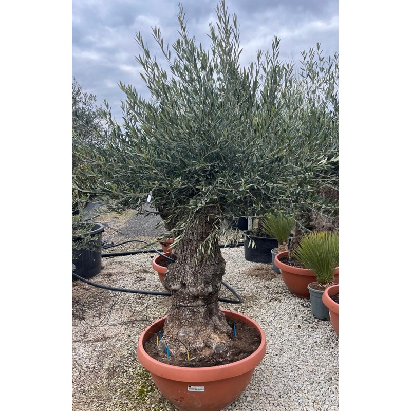 Olive Tree – Old Gnarled Trunk