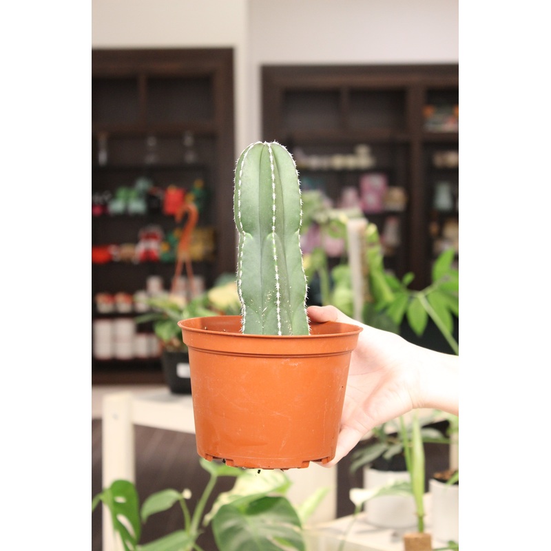Pachycereus marginatus|6