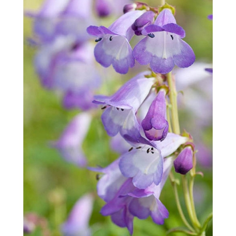 Penstemon ‘Alice Hindley’|9cm Pot|1 Litre Pot