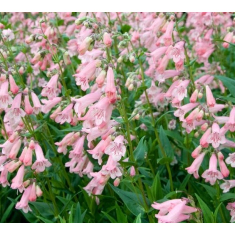Penstemon ‘Apple Blossom’|9cm Pot|1 Litre Pot