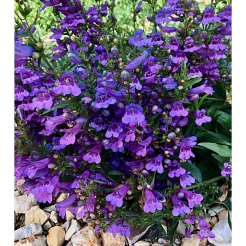 Penstemon ‘Catherine de la Mare’