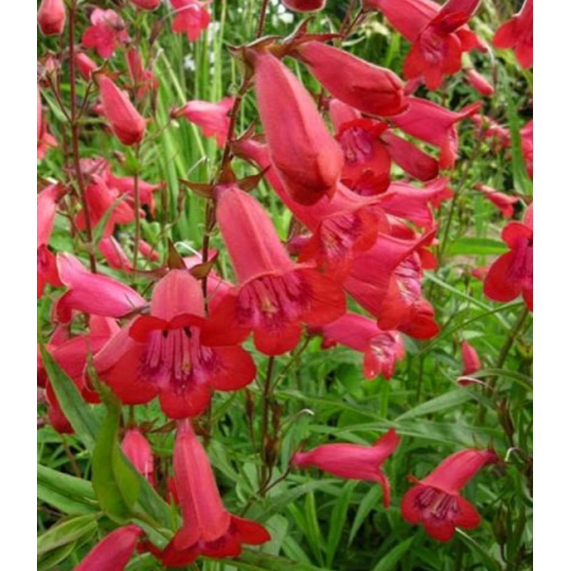 Penstemon ‘Firebird’|9cm Pot|1 Litre Pot