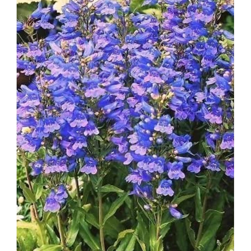 Penstemon ‘Heavenly Blue’|9cm Pot|1 Litre Pot