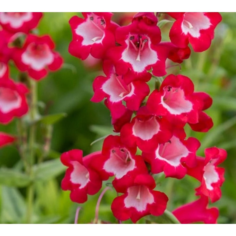 Penstemon ‘King George’|9cm Pot|1 Litre Pot