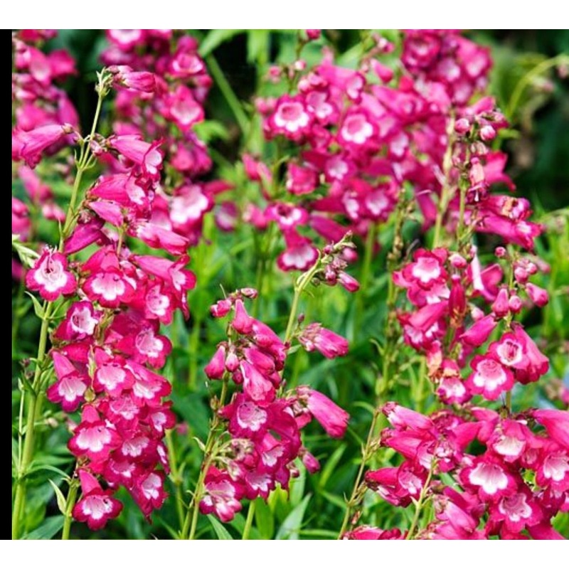 Penstemon ‘Maurice Gibb’|9cm|1 Litre