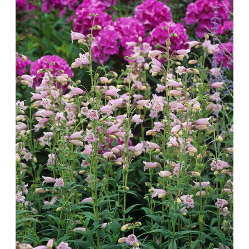 Penstemon ‘Mother of Pearl’|9cm Pot|1 Litre Pot