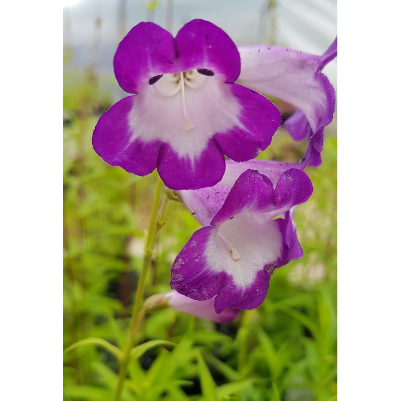 Penstemon ‘Pensham Czar’|9cm Pot|1 Litre Pot