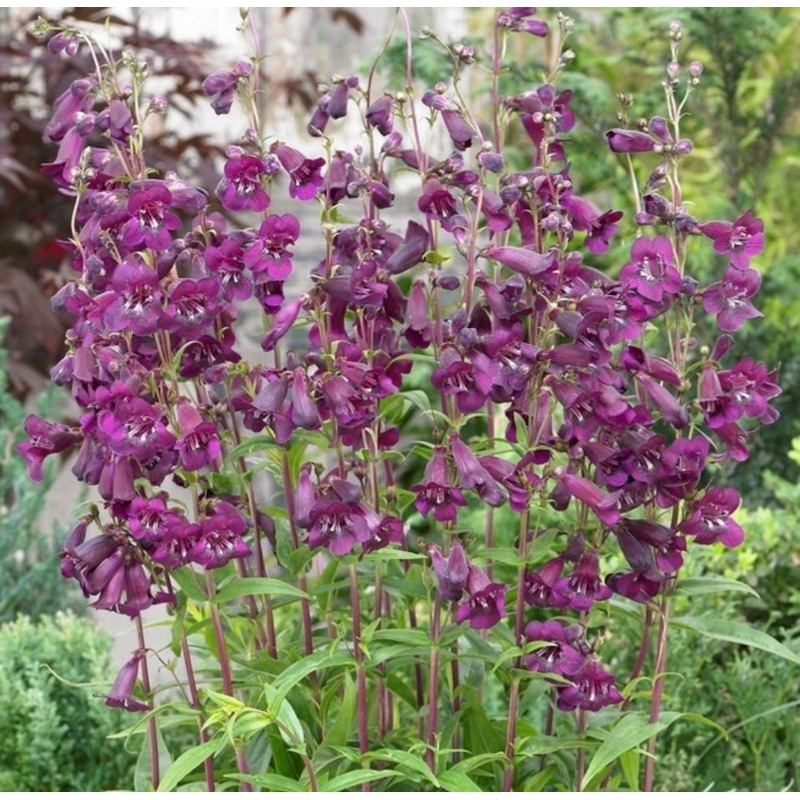 Penstemon ‘Pensham Eleanor Young’