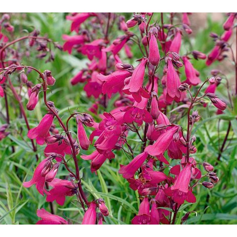 Penstemon ‘Pensham Just Jayne’