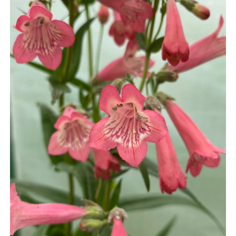 Penstemon ‘Pershore Pink Lady’