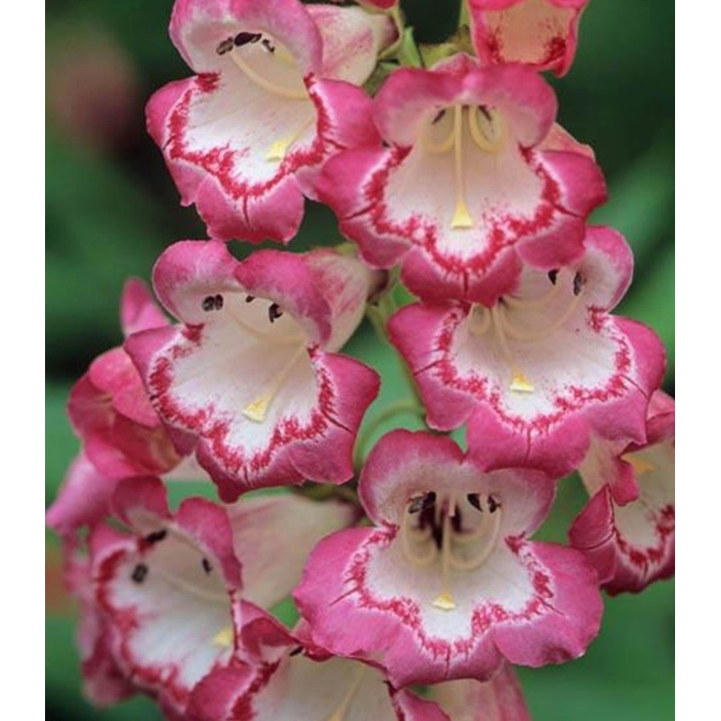 Penstemon ‘Pershore Pink Necklace’