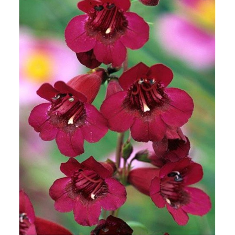 Penstemon ‘Rich Ruby’|9cm Pot|1 Litre Pot