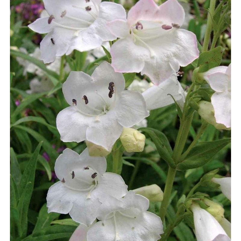 Penstemon ‘Snowstorm’|9cm Pot|1 Litre Pot