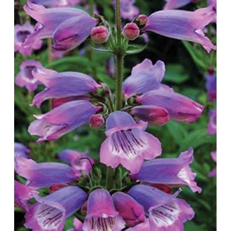 Penstemon ‘Stapleford Gem’|9cm Pot|1 Litre Pot