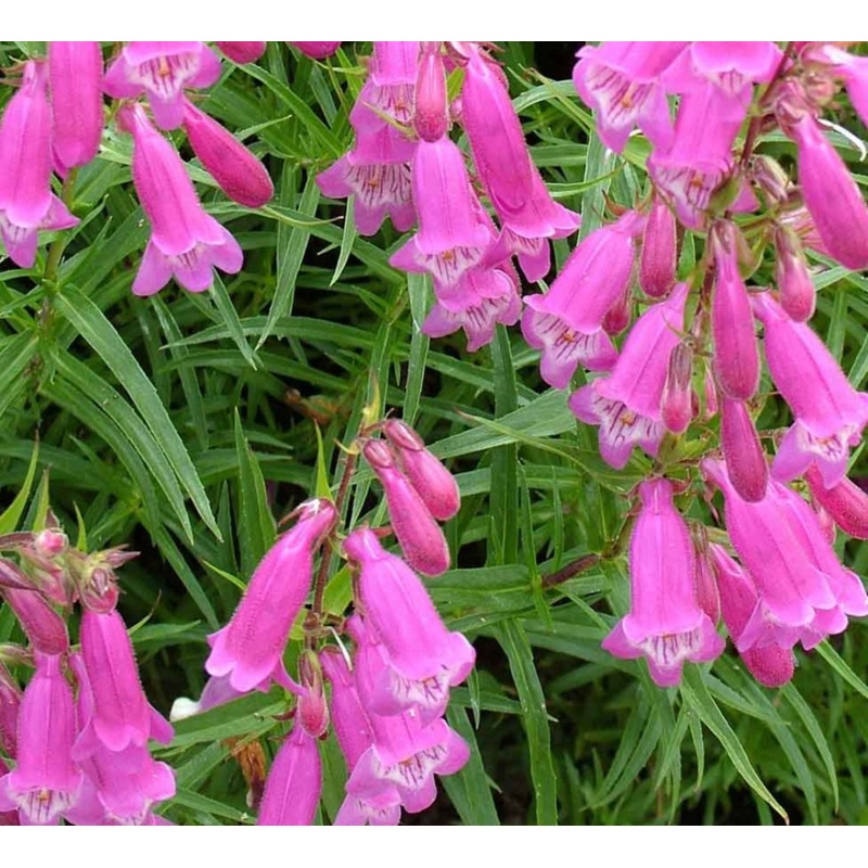 Penstemon ‘Summertime Pink’|9cm Pot|1 Litre Pot