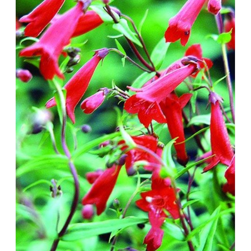 Penstemon ‘Windsor Red’|9cm Pot|1 Litre Pot