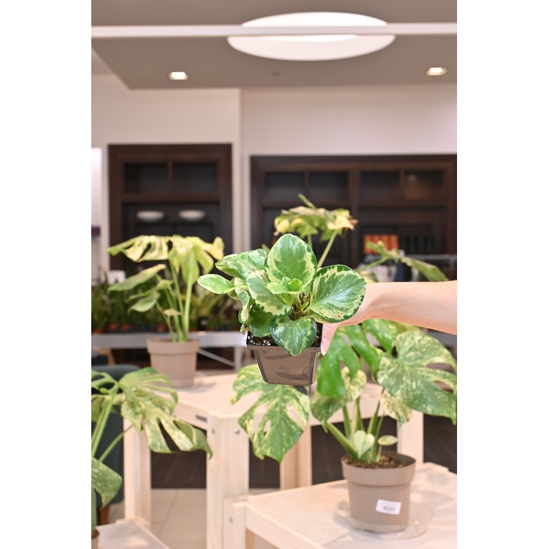 Peperomia Obtusifolia Golden Gate