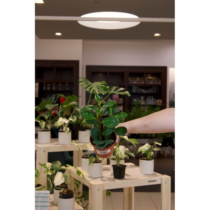 Peperomia Red Margin|4″