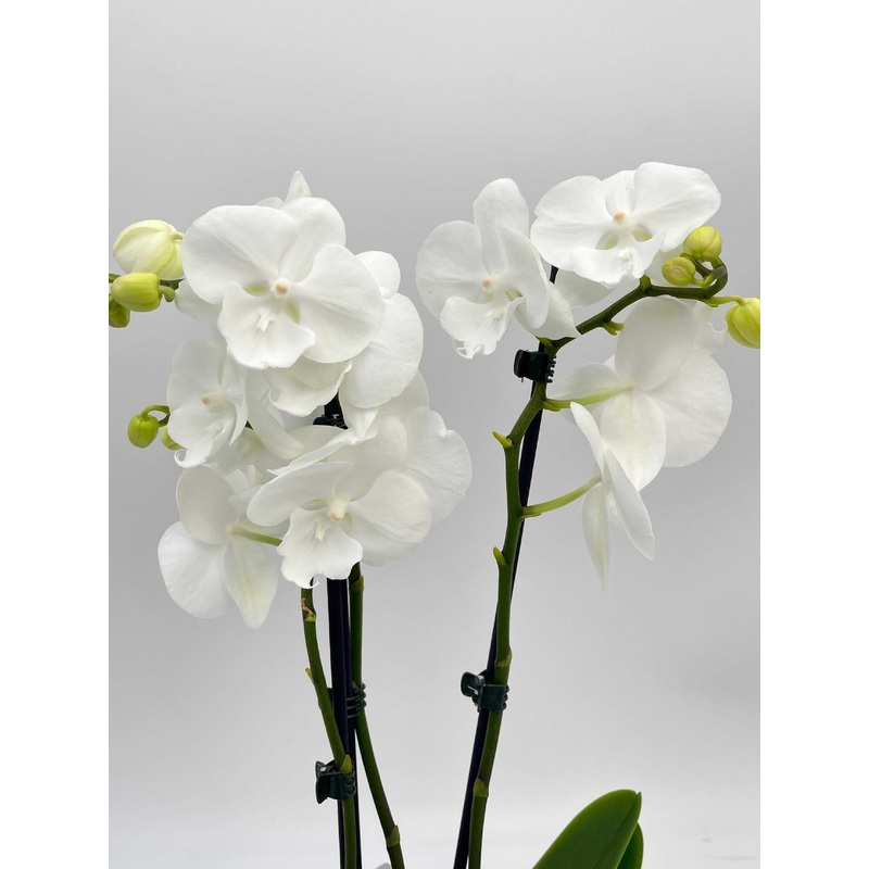Phalaenopsis Orchid Big lip, Phalaenopsis Charming snow