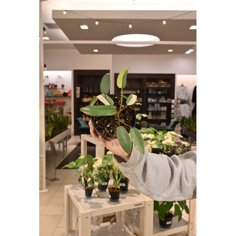 Philodendron Atabapoense Variegated