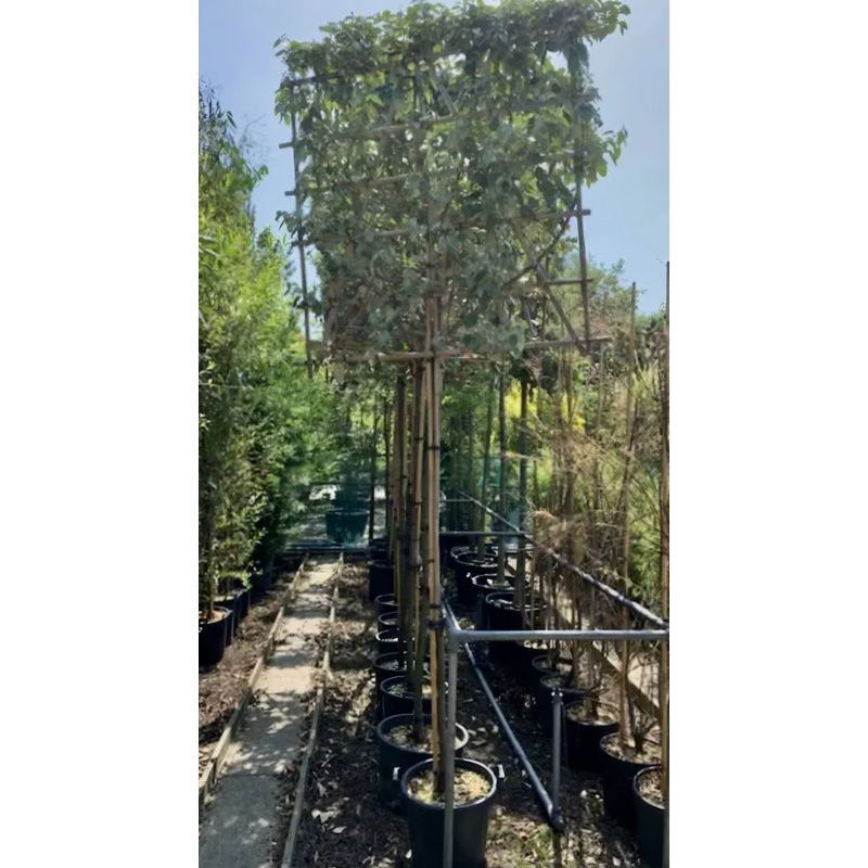 Pleached Tree – Elaeagnus Ebbingei