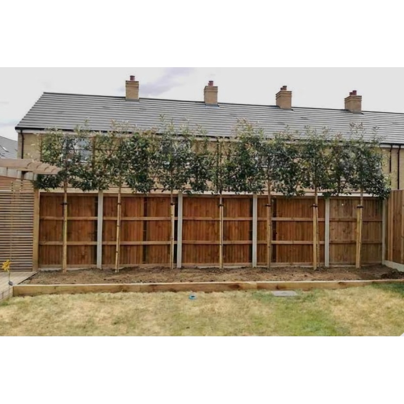 Pleached Tree – Photinia Red Robin