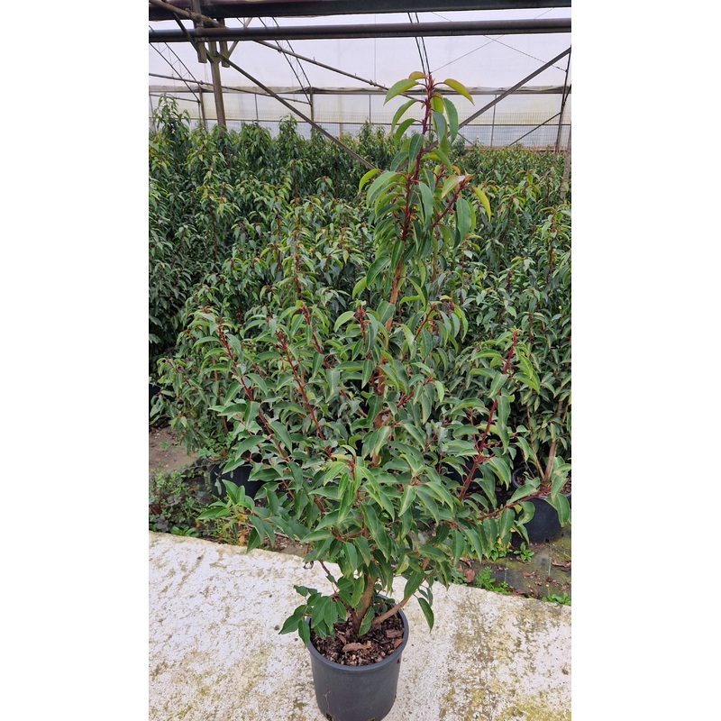 Prunus Lustanica – 7 Litre Pot