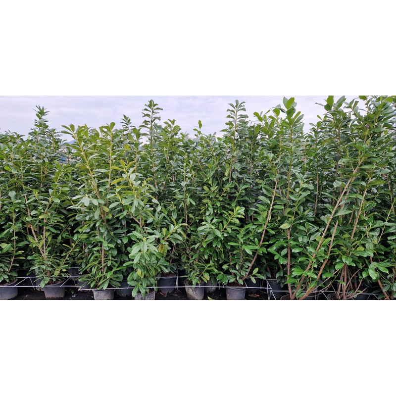 Prunus Novita – 9 Litre Pot