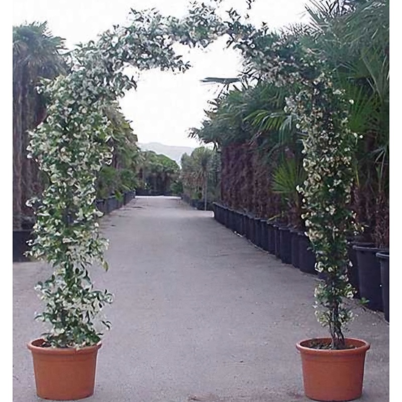 Star Jasmine Arch – Trachelospermum jasminoides