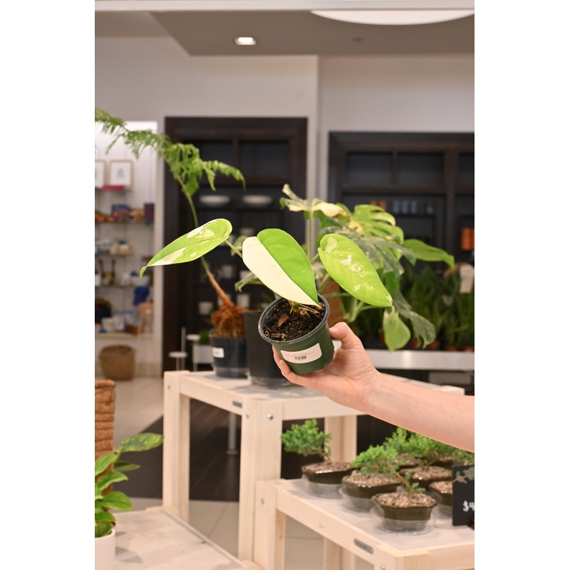 Syngonium Chiapense Variegated