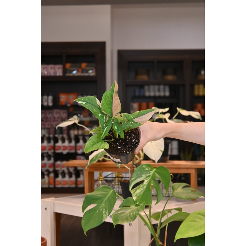 Syngonium Red Spot Tri Color|4″