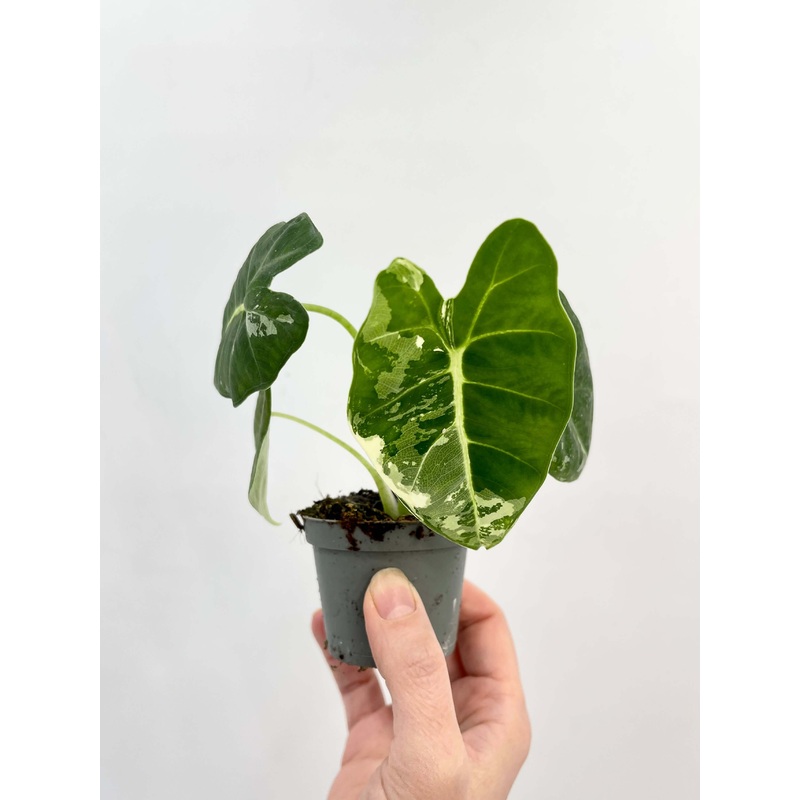 Variegated Alocasia Micholitziana Frydek