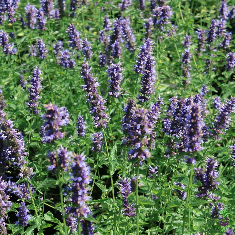 Agastache ‘Black Adder’ Hummingbird Mint