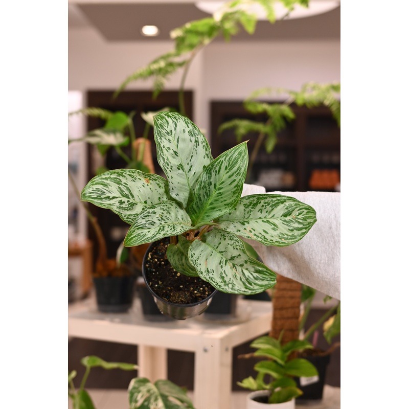 Aglaonema Donatello|6″