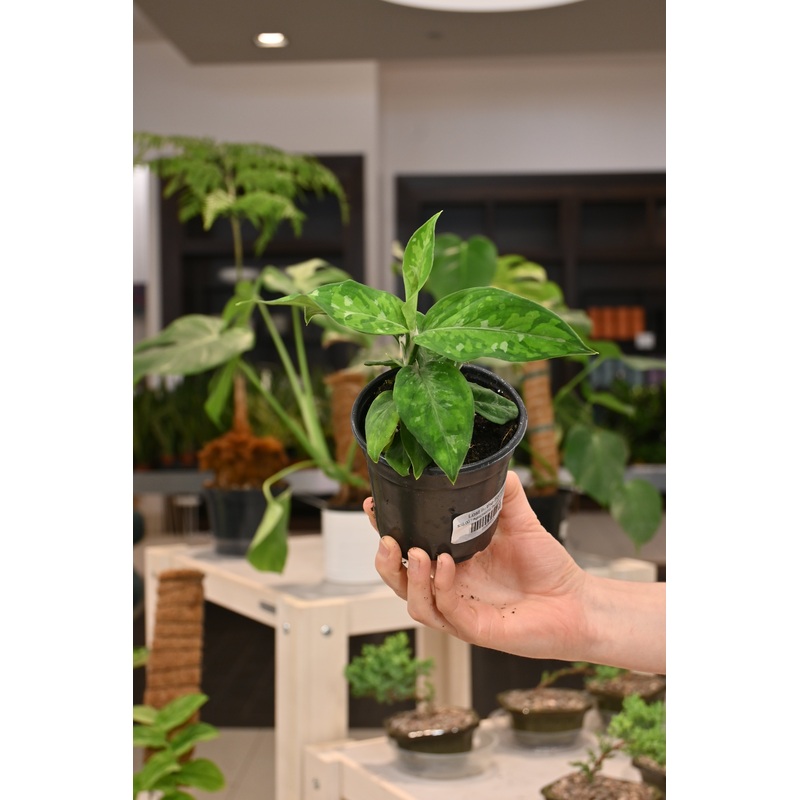 Aglaonema Pictum Tricolor|4″