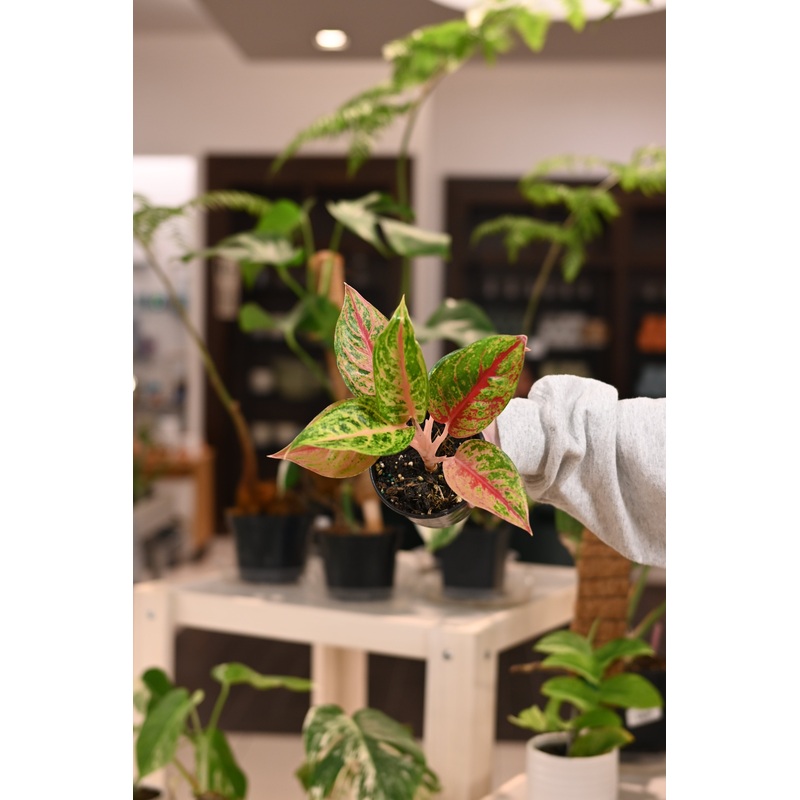 Aglaonema Red Skyline|4″