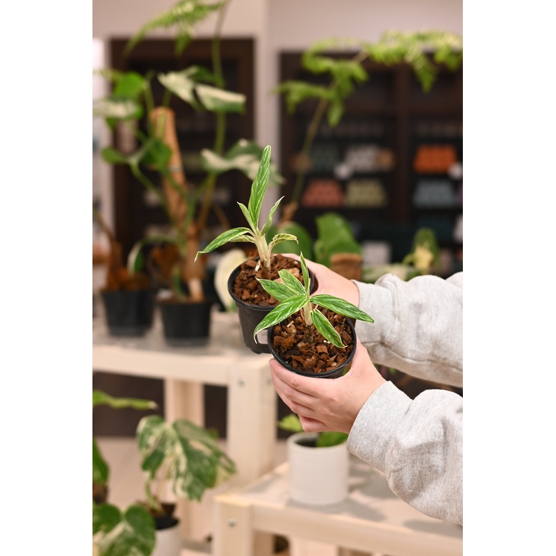 Aglaonema ‘Rice’|4″