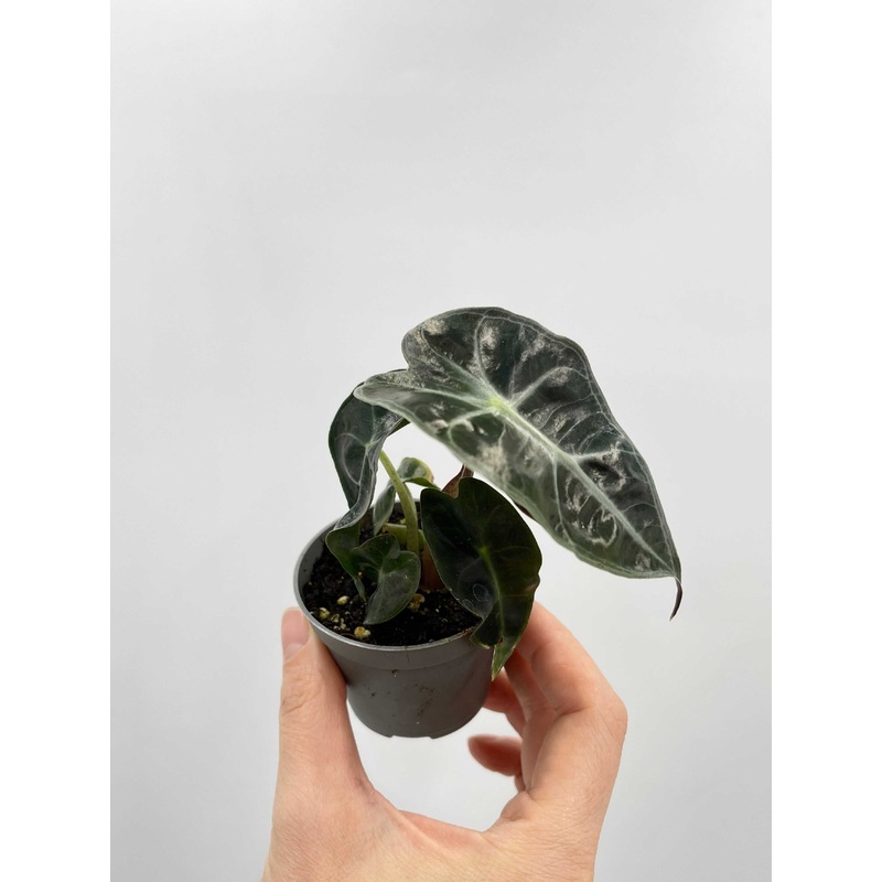 Alocasia Curly Bambino, Baby Plant