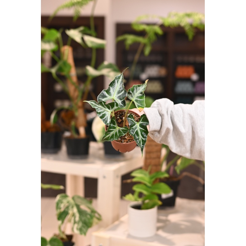 Alocasia Loco|4″