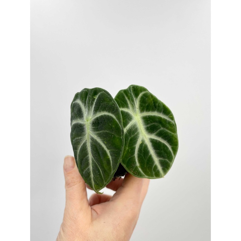 Alocasia Ninja