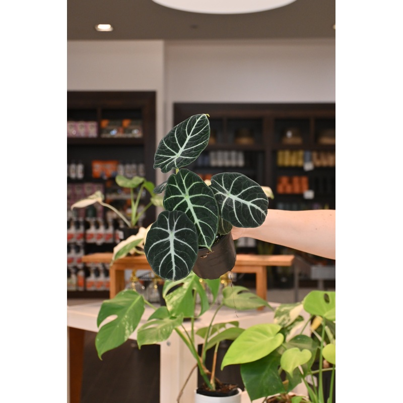 Alocasia Ninja|4″