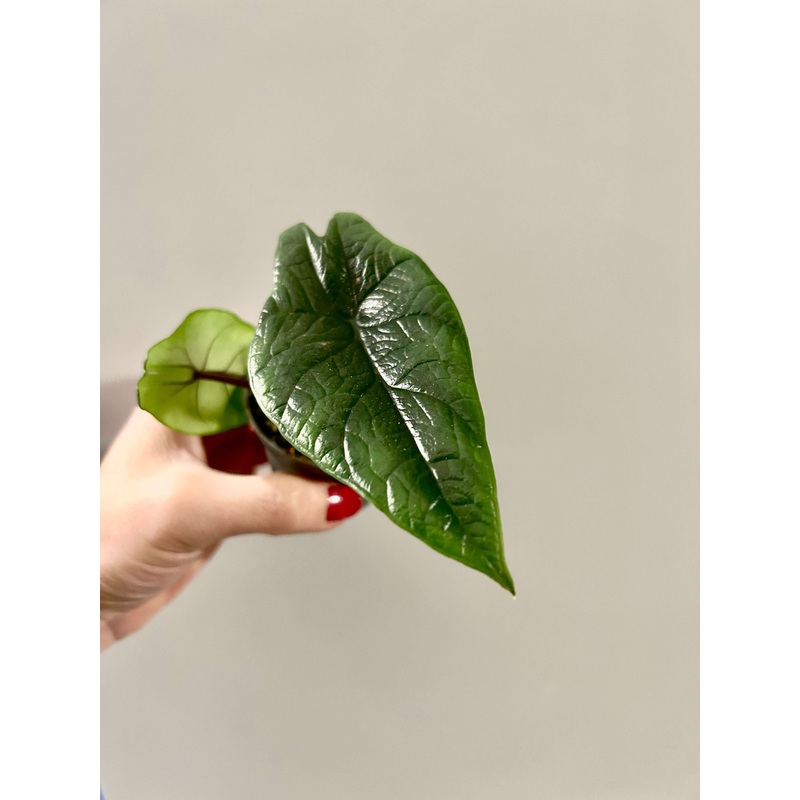 Alocasia Scalprum, Elephant Ears