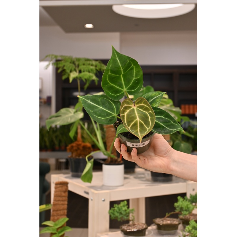 Anthurium Crystallinum|4″