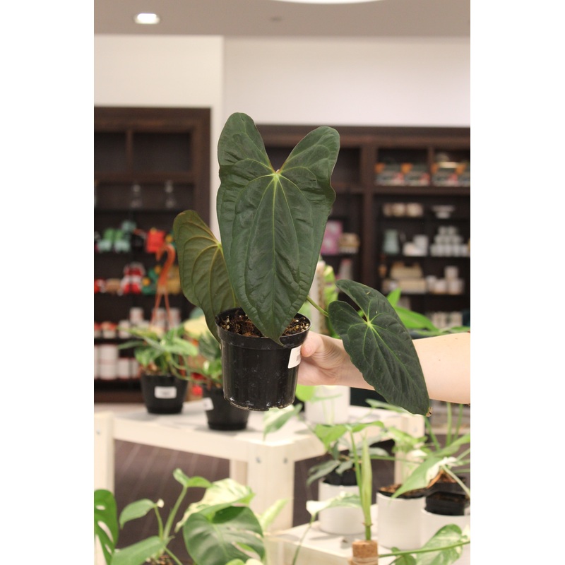 Anthurium ‘Darkest Panama’ x Blue Papililaminum X-One