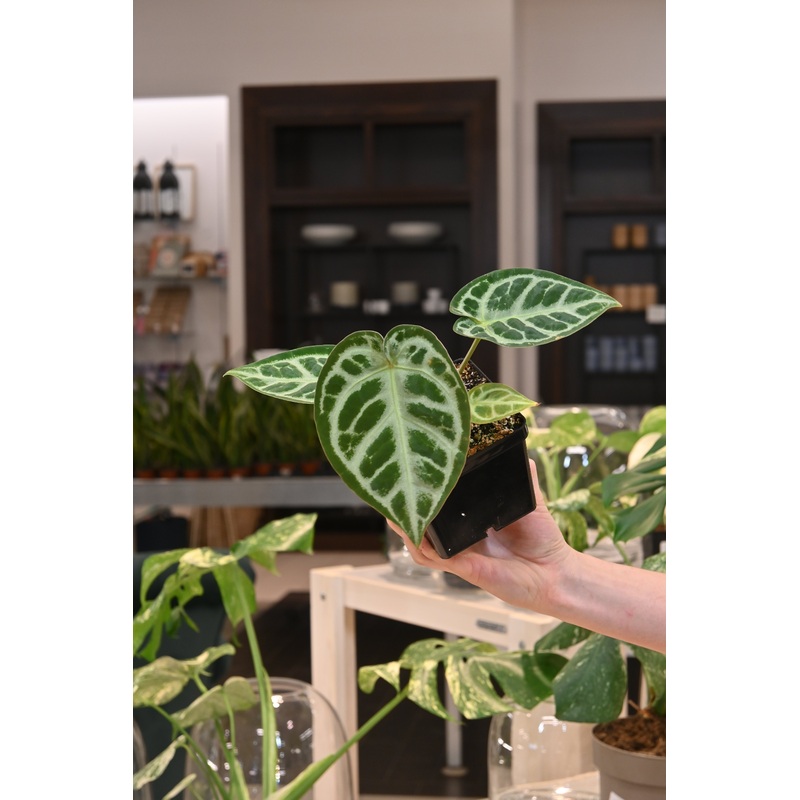 Anthurium Dorayaki x (SKG Pink Lemonade x Red Crystal)
