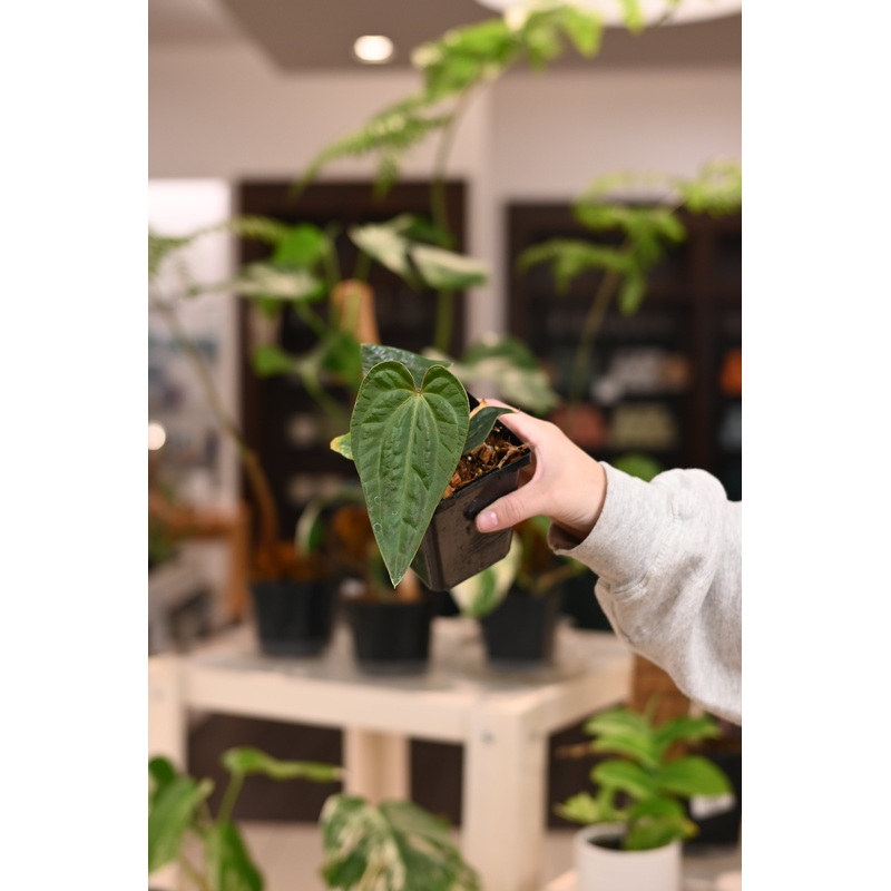 Anthurium Green Thin Regale x Luxurians Dark Form