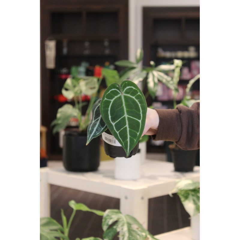 Anthurium ‘Michelle’|4″