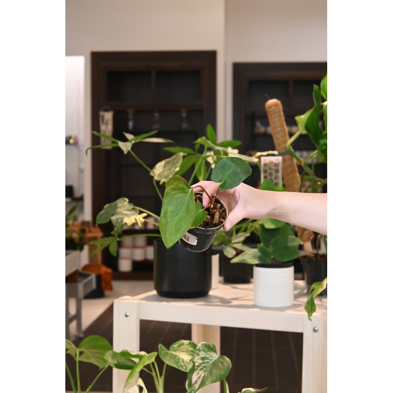 Anthurium NOID Portillae x Papillilaminum Wild Hybrid